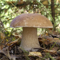 Photos de cèpes 3