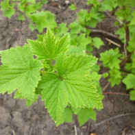 Photo de feuilles de groseillier 2