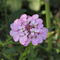 Photo d'ibéris 2