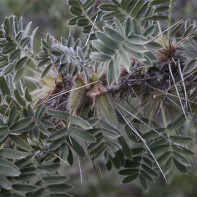 Photo de caragana 5