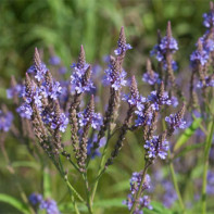 Photo de verveine 3
