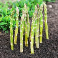 Photo d'asperges 6
