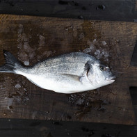 Photo de la dorade 3