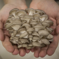 Photos de pleurotes 3