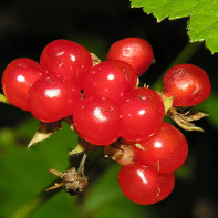 Foto der Steinbeere 4