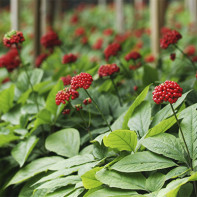 Foto von Ginseng 4