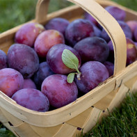 Photo de prunes 2