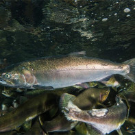 Photo du poisson kijoutch 2