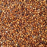 Sorghum-Foto 5