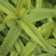 Photo de la plante lycope 4