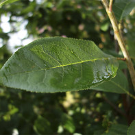 Foto der Kirschblätter 3