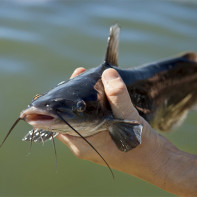 Photo de poisson-chat 5