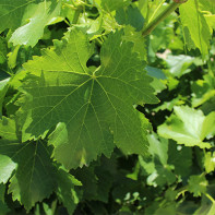Foto von Weinblättern 3
