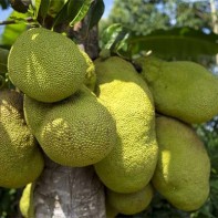 Foto des Tschempedak 6