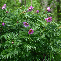Photo de la pivoine déviante