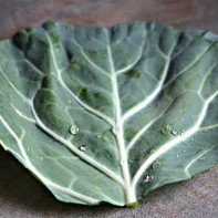 Photo de feuille de chou