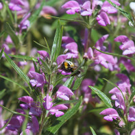 Photo de l'herbe Zopnik 3