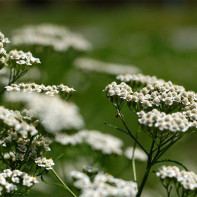 Photo de l'achillée millefeuille 4