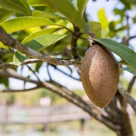 Photo de sapodille