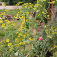 Photo de buplèvre
