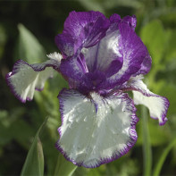 Photo de l'iris 4