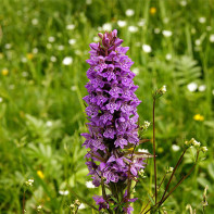 Photo d'orchis