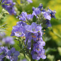 Foto der Blauen Himmelsleiter 2