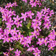 Photo de centaurée 5
