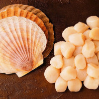 Photos de coquilles Saint-Jacques 5