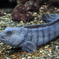 Photo de loup de mer 2