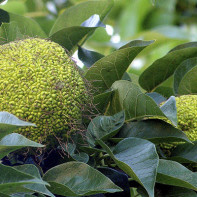 Foto der Osage-Orange