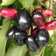 Foto der Jambolan 5