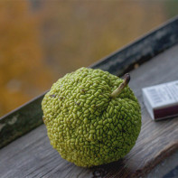 Foto der Osage-Orange 3