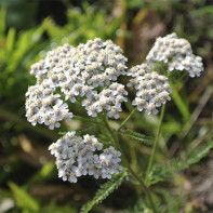 Photo de l'achillée millefeuille 5