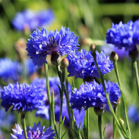 Foto der Kornblume 3