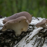 Photos de pleurotes 2