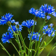 Foto der Kornblume 2