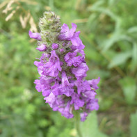 Photo de l'épiaire officinale 4