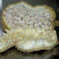 Photo du fruit marang 3