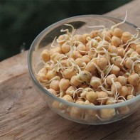 Foto von gekeimten Kichererbsen 3