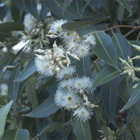 Photo d'eucalyptus