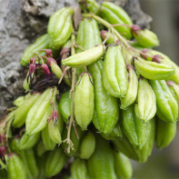Foto der Bilimbi-Frucht 4