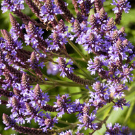 Photo de verveine 5