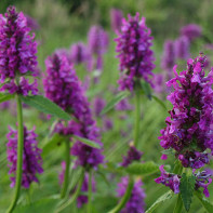 Photo de l'épiaire officinale