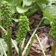 Foto des Aronstabs 3