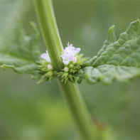 Photo de la plante lycope 3