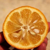 Photo du fruit bigarade 3