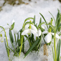 Photo de perce-neige