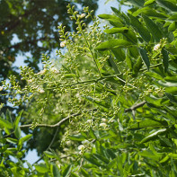 Photo de sophora japonica 3