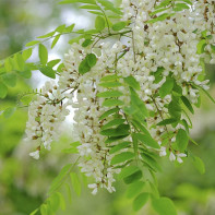 Photo de l'acacia blanc 2